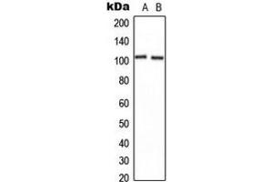 Western blot analysis of CNGB1 expression in U2OS (A), NIH3T3 (B) whole cell lysates. (GARP 抗体  (Center))