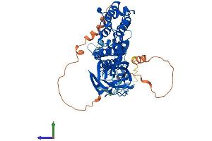 AlphaFold protein structure predicition of Human Recombinant BTBD3 Protein, UniprotID Q9Y2F9
