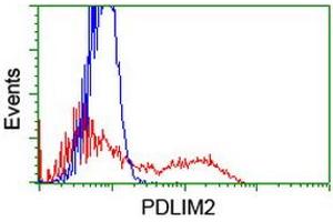 HEK293T cells transfected with either RC210022 overexpress plasmid (Red) or empty vector control plasmid (Blue) were immunostained by anti-PDLIM2 antibody (ABIN2454496), and then analyzed by flow cytometry. (PDLIM2 抗体)