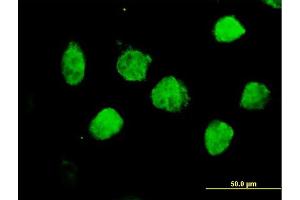 Immunofluorescence (IF) image for anti-Transducin-Like Enhancer of Split 1 (E(sp1) Homolog, Drosophila) (TLE1) (AA 1-770) antibody (ABIN520951)