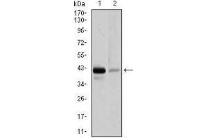 Western blot analysis using PAX5 mouse mAb against Raji (1), and EVC-304 (2) cell lysate. (PAX5 抗体  (AA 235-382))