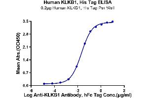 ELISA image for Kallikrein B, Plasma (Fletcher Factor) 1 (KLKB1) (AA 20-638) protein (His tag) (ABIN7275096)