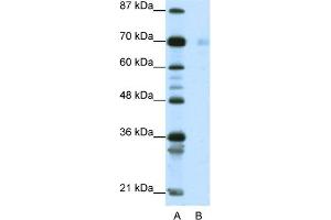 WB Suggested Anti-HSP90AB1 Antibody Titration:  1. (HSP90AB1 抗体  (C-Term))