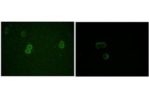 Immunocytochemistry (ICC) image for anti-Apolipoprotein M (APOM) antibody (ABIN1842853) (Apolipoprotein M 抗体)