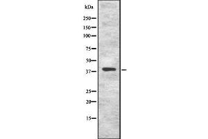 Western blot analysis of KLF8 using COS7 whole cell lysates (KLF8 抗体)