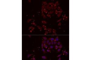 Immunofluorescence analysis of MCF7 cells using NRBF2 Polyclonal Antibody (NRBF2 抗体)