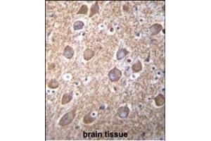 RASGRP2 Antibody (N-term) (ABIN656117 and ABIN2845456) immunohistochemistry analysis in formalin fixed and paraffin embedded human brain tissue followed by peroxidase conjugation of the secondary antibody and DAB staining. (RASGRP2 抗体  (N-Term))