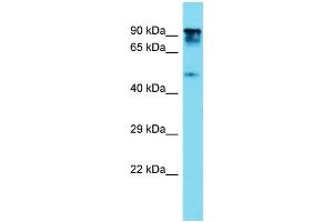 Host: Rabbit  Target Name: Ptpn12  Sample Tissue: Rat Thymus lysates  Antibody Dilution: 1. (PTPN12 抗体  (C-Term))