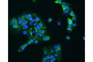 IF analysis of HSP90AB1 using anti-HSP90AB1 antibody (ABIN3042462).