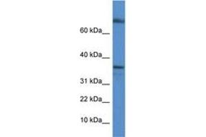 Image no. 1 for anti-Transcription Elongation Factor A Protein 1 (TCEA1) (C-Term) antibody (ABIN6746165) (TCEA1 抗体  (C-Term))