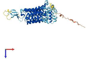 SLC22A8 Protein (AA 1-542) (His tag)