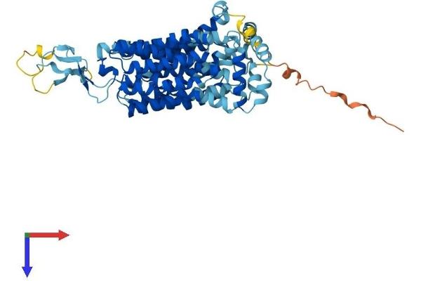 SLC22A8 Protein (AA 1-542) (His tag)