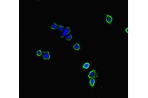 Immunofluorescent analysis of HepG2 cells using ABIN7161242 at dilution of 1:100 and Alexa Fluor 488-congugated AffiniPure Goat Anti-Rabbit IgG(H+L) (NBEAL2 抗体  (AA 1360-1574))