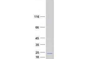 Validation with Western Blot (EDF1 Protein (Myc-DYKDDDDK Tag))