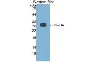 Western Blotting (WB) image for anti-Deoxyribonuclease I (DNASE1) (AA 19-259) antibody (ABIN3201564) (DNASE1 抗体  (AA 19-259))