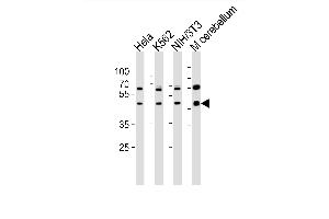 Western blot analysis of lysates from Hela, K562, mouse NIH/3T3 cell line and mouse cerebellum tissue lusate(from left to right), using Mouse Actl6a Antibody (C-term) (ABIN6243021 and ABIN6577593). (BAF53A 抗体  (C-Term))