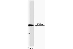 Western blot analysis of Crk on a HeLa lysate. (Crk 抗体  (AA 102-304))