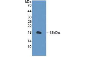 Western blot analysis of recombinant Mouse PRDX2. (Peroxiredoxin 2 抗体  (AA 6-164))