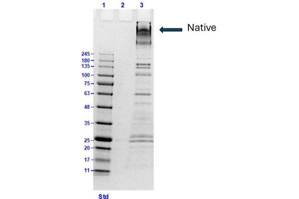 COL6 蛋白