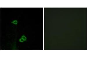 Immunofluorescence analysis of COS7 cells, using CXCR7 Antibody.