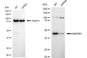 Western blotting analysis using MAP2K1 antibody (ABIN7799461). (Recombinant MEK1 抗体)