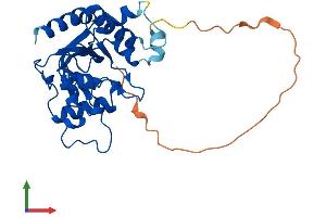 AlphaFold protein structure predicition of Human Recombinant MMACHC Protein, UniprotID Q9Y4U1