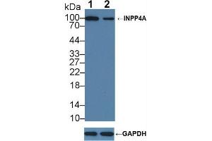 Knockout Varification: Lane 1: Wild-type MCF7 cell lysate, Lane 2: INPP4A knockout MCF7 cell lysate, Predicted MW: 106~110kd Observed MW: 100kd Primary Ab: 1 μg/mL Rabbit Anti-Human INPP4A Antibody Second Ab: 0.