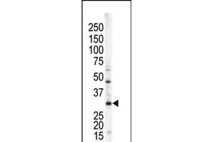 Antibody is used in Western blot to detect STK16 in mouse brain tissue lysate. (STK16 抗体  (N-Term))