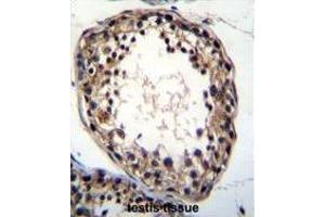 TTC23L Antibody (C-term) immunohistochemistry analysis in formalin fixed and paraffin embedded human testis tissue followed by peroxidase conjugation of the secondary antibody and DAB staining. (TTC23L 抗体  (C-Term))