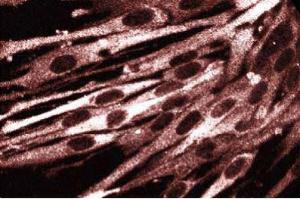Immunofluorescence staining of FHs cells (Normal human fetal lung fibroblasts, ATCC HTB-157). (DIAPH1 抗体  (AA 41-153))