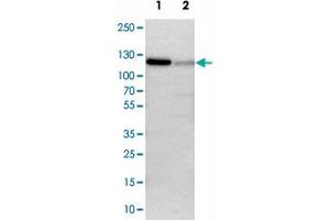 Western blot analysis of cell lysates with PAPOLA polyclonal antibody  at 1:250-1:500 dilution. (PAPOLA 抗体)