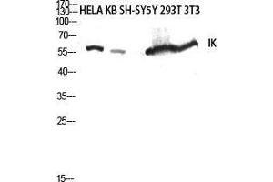 Western Blot (WB) analysis of HeLa, KB, SH-SY5Y, 293T, 3T3 lysis using IK antibody. (Protein Red (IK) (C-Term) 抗体)