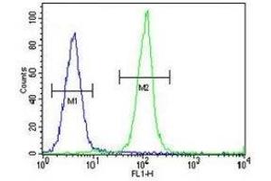 IGKV A18 antibody flow cytometric analysis of MDA-MB435 cells (green) compared to a negative control cell (blue). (IGKV A18 抗体  (AA 80-107))