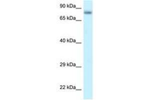 Image no. 1 for anti-Protein Phosphatase 6, Regulatory Subunit 3 (PPP6R3) (AA 627-676) antibody (ABIN6747777) (PPP6R3 抗体  (AA 627-676))
