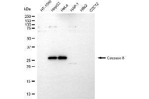Western blotting analysis using caspase 8 antibody (ABIN7797908). (Caspase 8 抗体  (cleaved))