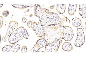 Detection of ANXA4 in Human Placenta Tissue using Polyclonal Antibody to Annexin A4 (ANXA4) (Annexin IV 抗体  (AA 3-151))