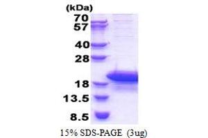 SDS-PAGE (SDS) image for cAMP-Regulated Phosphoprotein, 19kDa (ARPP19) (AA 1-112) protein (His tag) (ABIN5853398) (ARPP19 Protein (AA 1-112) (His tag))