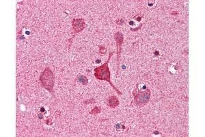 Anti-CCNDBP1 / GCIP antibody IHC of human brain, cortex. (CCNDBP1 抗体  (AA 348-360))