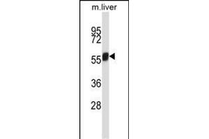 Mouse Nek3 Antibody (C-term) (ABIN657846 and ABIN2846807) western blot analysis in mouse liver tissue lysates (35 μg/lane). (NEK3 抗体  (C-Term))