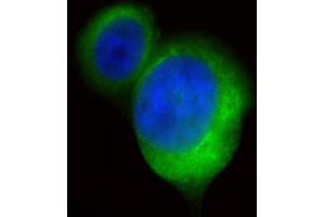Immunofluorescent analysis of 4 % paraformaldehyde-fixed, 0. (BMP15 抗体)