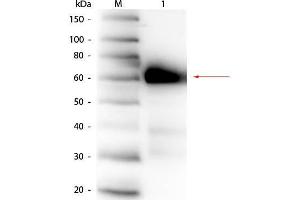 Western Blot of Rabbit anti-Alkaline Phosphatase (Calf Intestine) Antibody. (Alkaline Phosphatase 抗体)