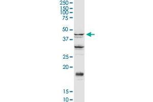 SGK2 MaxPab rabbit polyclonal antibody. (SGK2 抗体  (AA 1-367))