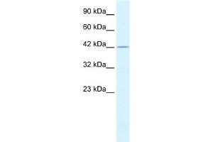 Western Blotting (WB) image for anti-Proteasome (Prosome, Macropain) 26S Subunit, Non-ATPase, 4 (Psmd4) (C-Term) antibody (ABIN2779578)