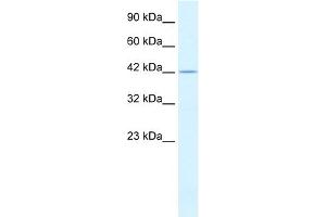 WB Suggested Anti-PSMD4 Antibody Titration:  0. (PSMD4/ASF 抗体  (C-Term))