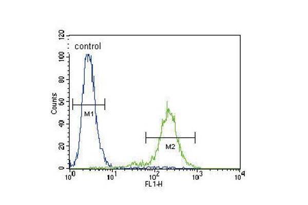 SLCO4C1 anticorps  (C-Term)