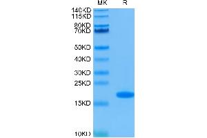 Human FGF basic on Tris-Bis PAGE under reduced condition. (FGF2 Protein (AA 143-288))