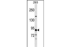 TUBGCP3 Antibody (C-term) (ABIN1537596 and ABIN2848527) western blot analysis in 293 cell line lysates (35 μg/lane). (TUBGCP3 抗体  (C-Term))