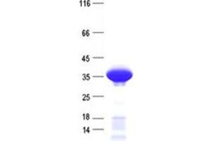 Validation with Western Blot (C3orf62 Protein (His tag))
