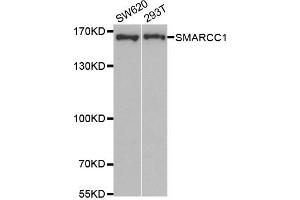 Western Blotting (WB) image for anti-SWI/SNF Related, Matrix Associated, Actin Dependent Regulator of Chromatin, Subfamily C, Member 1 (SMARCC1) antibody (ABIN1877114) (SMARCC1 抗体)