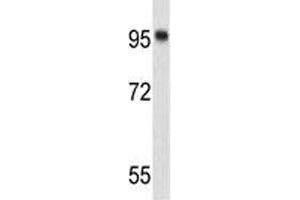 Western blot analysis of Nucleolin antibody and 293 lysate. (Nucleolin 抗体)